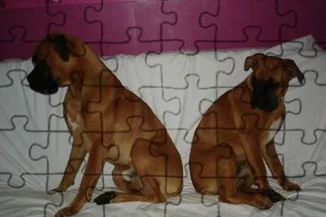 Boxers jigsaw puzzle