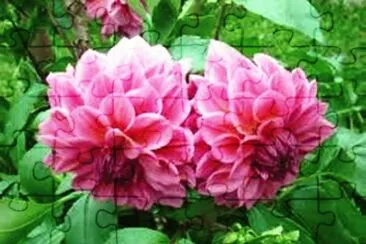  jigsaw puzzle