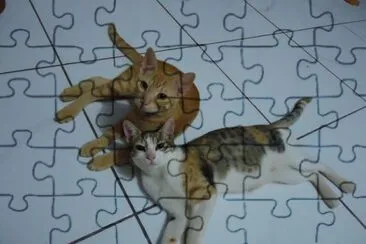 Gatos