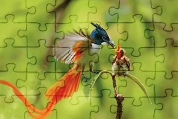 DESAYUNO DEL BEBÃ‰ AVE DEL PARAÃSO jigsaw puzzle
