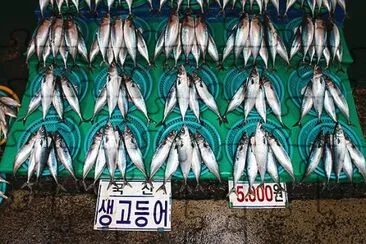 Jagalchi Fish Market  Seoul