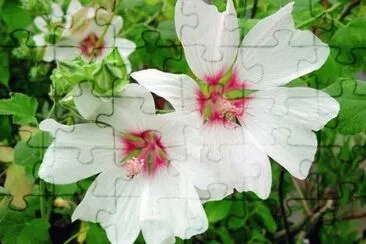 lavatÃ©re jigsaw puzzle