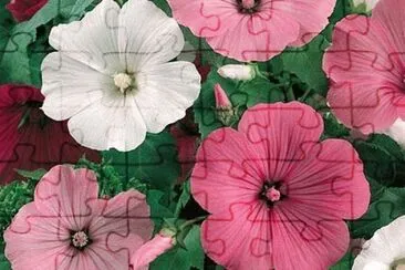 lavatÃ©re jigsaw puzzle