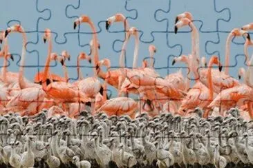 - flamingo jigsaw puzzle