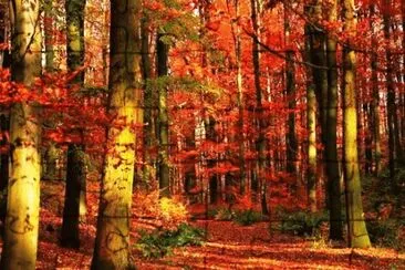 autumn 48