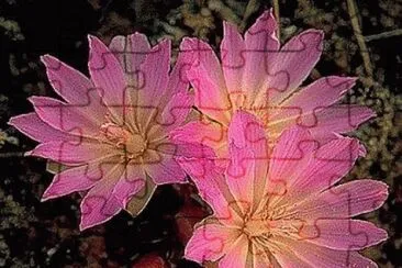 Bitteroot  Montana State Flower