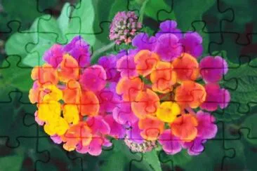 lantana