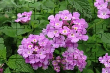lantana