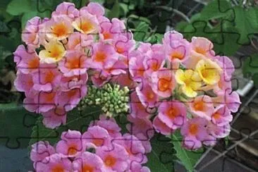 lantana