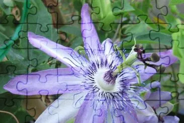 fleurs: passiflore