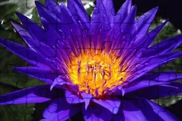 fleurs: nÃ©nuphar