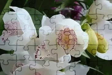 fleurs
