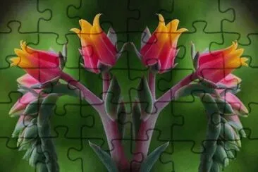 fleurs