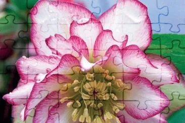 fleurs: Ã©llÃ©bore