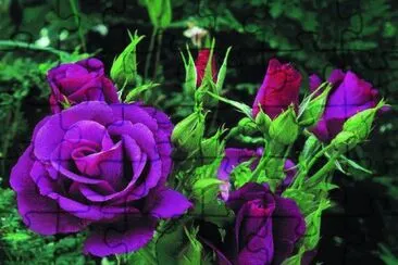 fleurs: roses