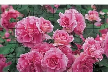פאזל של fleurs: roses