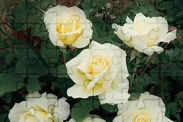 fleurs: roses