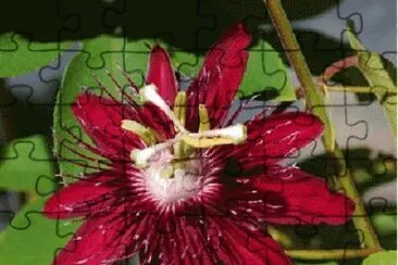 fleur: passiflore