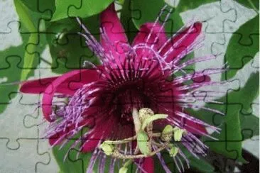 fleur: passiflore