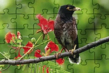 Ocell jigsaw puzzle