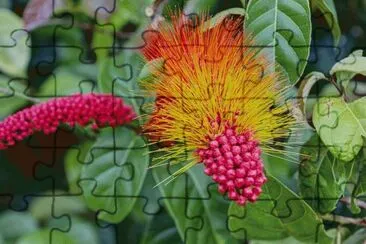 Tropical plant  Suriname