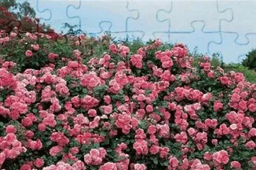 פאזל של - rosas,(oo1)