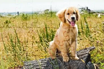 GOLDEN jigsaw puzzle