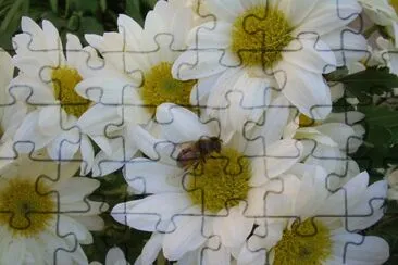 Crisantems jigsaw puzzle