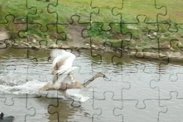 Swan