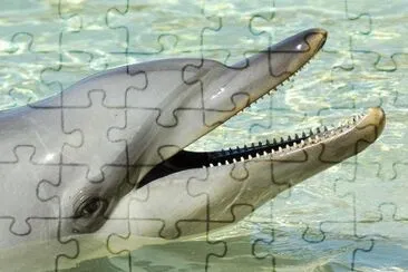 DELFIN
