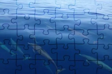 DELFINES