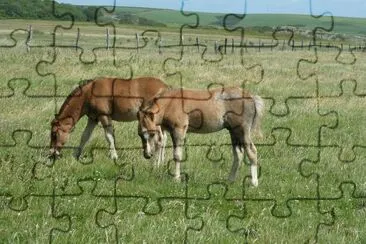 פאזל של Wild ponies Pembrokeshire