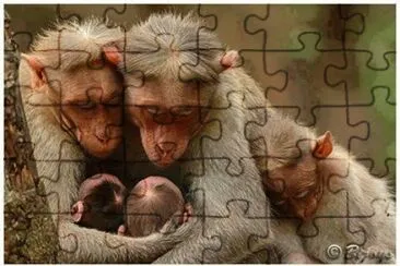 - mamÃ£e macaco jigsaw puzzle