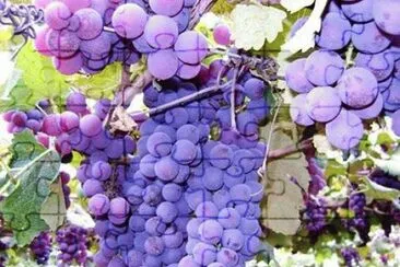 - uvas! jigsaw puzzle