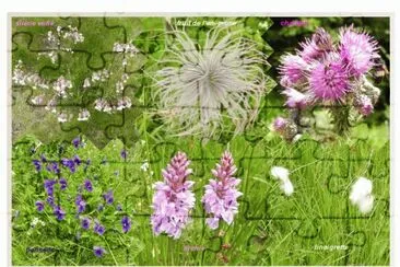 fleurs des vosges
