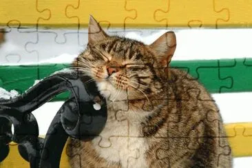 - gato,(oo3) jigsaw puzzle