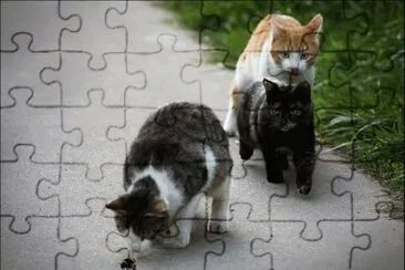 - gato,(oo5) jigsaw puzzle