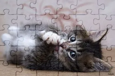 - gato,(oo6) jigsaw puzzle