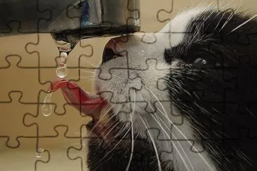 - gato,(oo7)