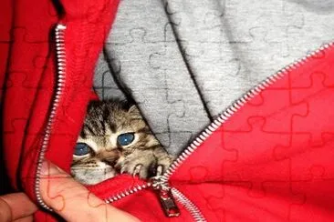 - gato,(oo2)