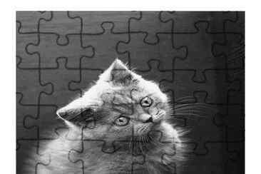 -gato,(oo4)