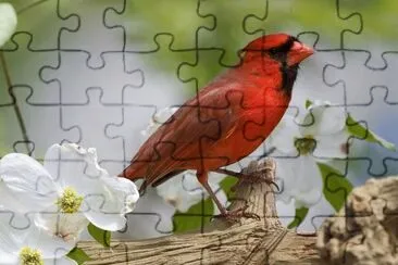 Ocell jigsaw puzzle