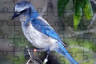. jigsaw puzzle