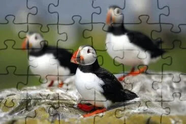 . jigsaw puzzle