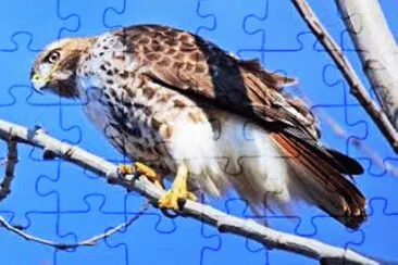 Falcão jigsaw puzzle