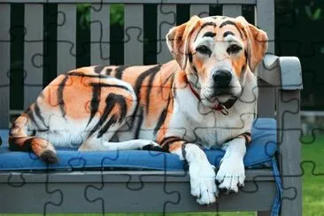 LABRADOR DISFRAZADO.