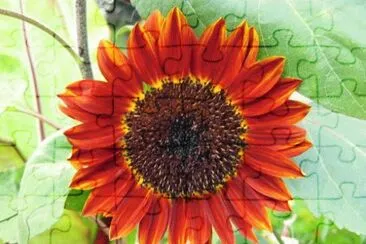 helianthus jigsaw puzzle