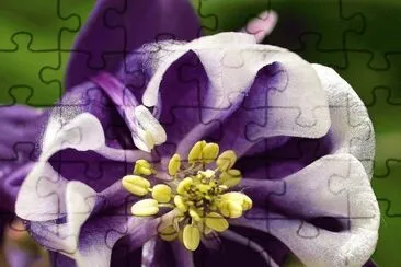 Colombine Flower