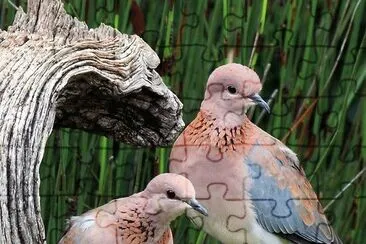 Birds