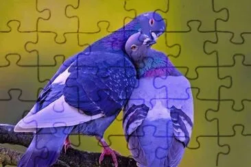 pigeons jigsaw puzzle